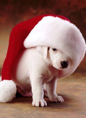animaux comique: chien-noel