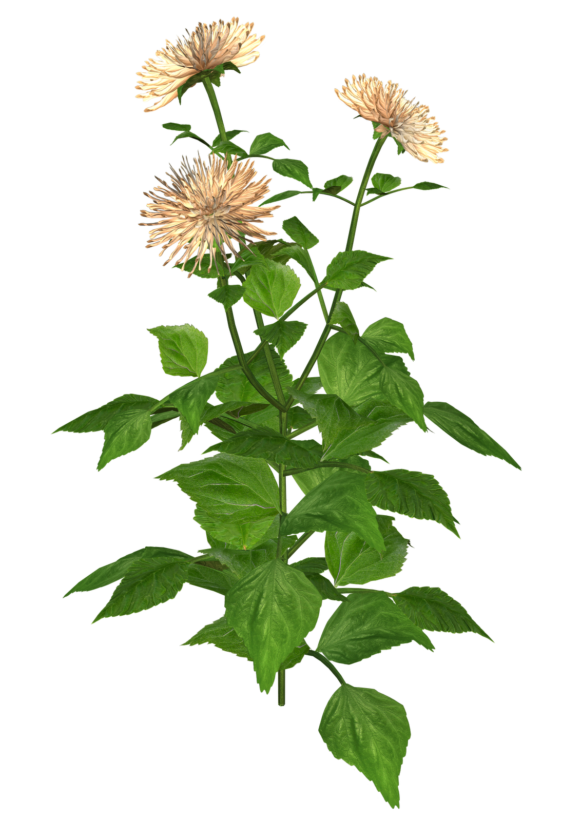 clipart flower png - photo #32