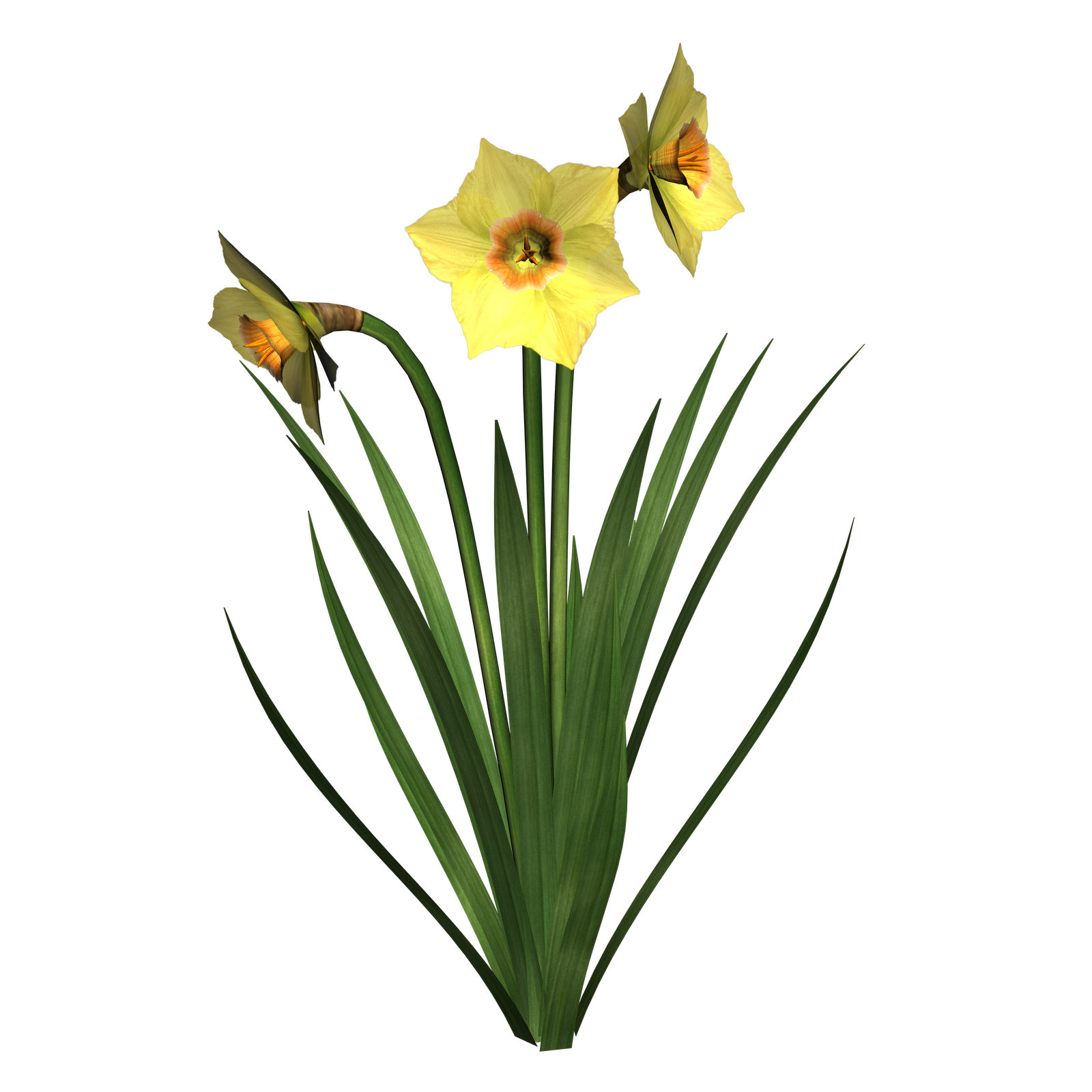 clipart daffodils images - photo #31