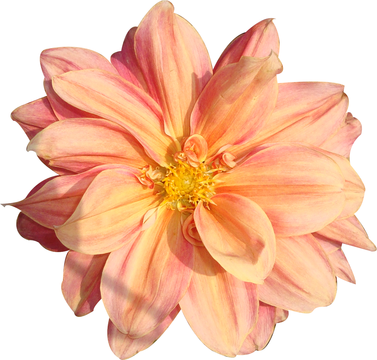 free clip art real flowers - photo #2