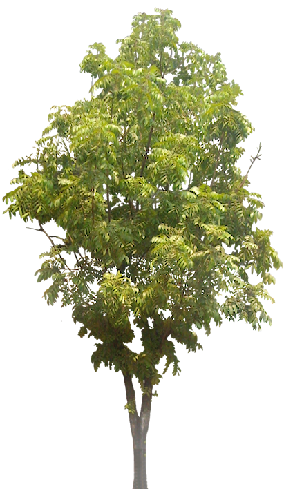 tropical tree png