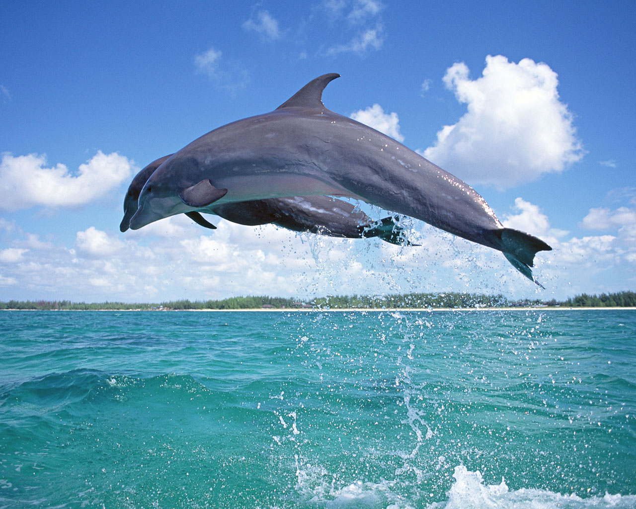 Dolphin Dolphin Dolphin | Encyclopedia of World Photo