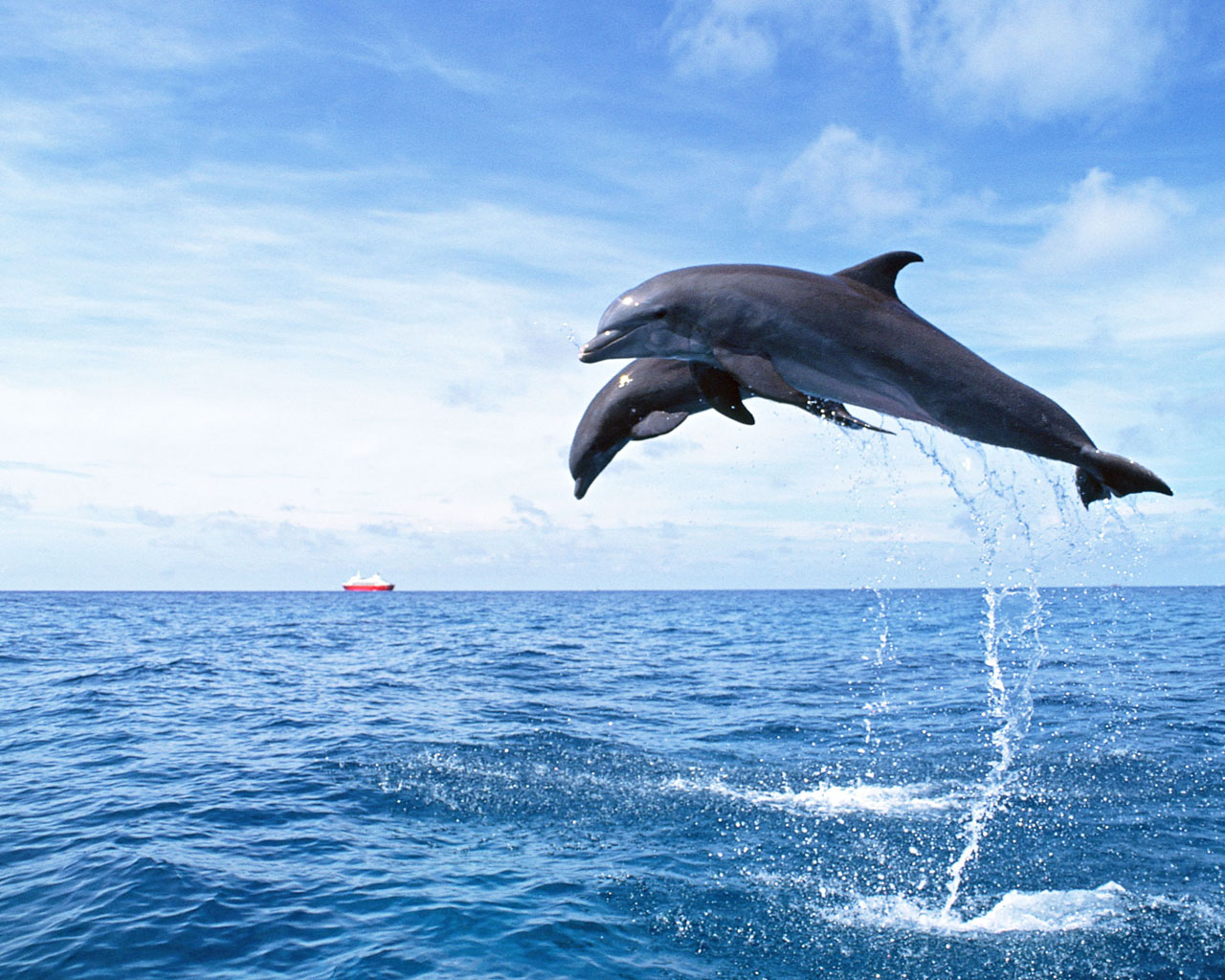 Dolphin Dolphin Dolphin | Encyclopedia of World Photo