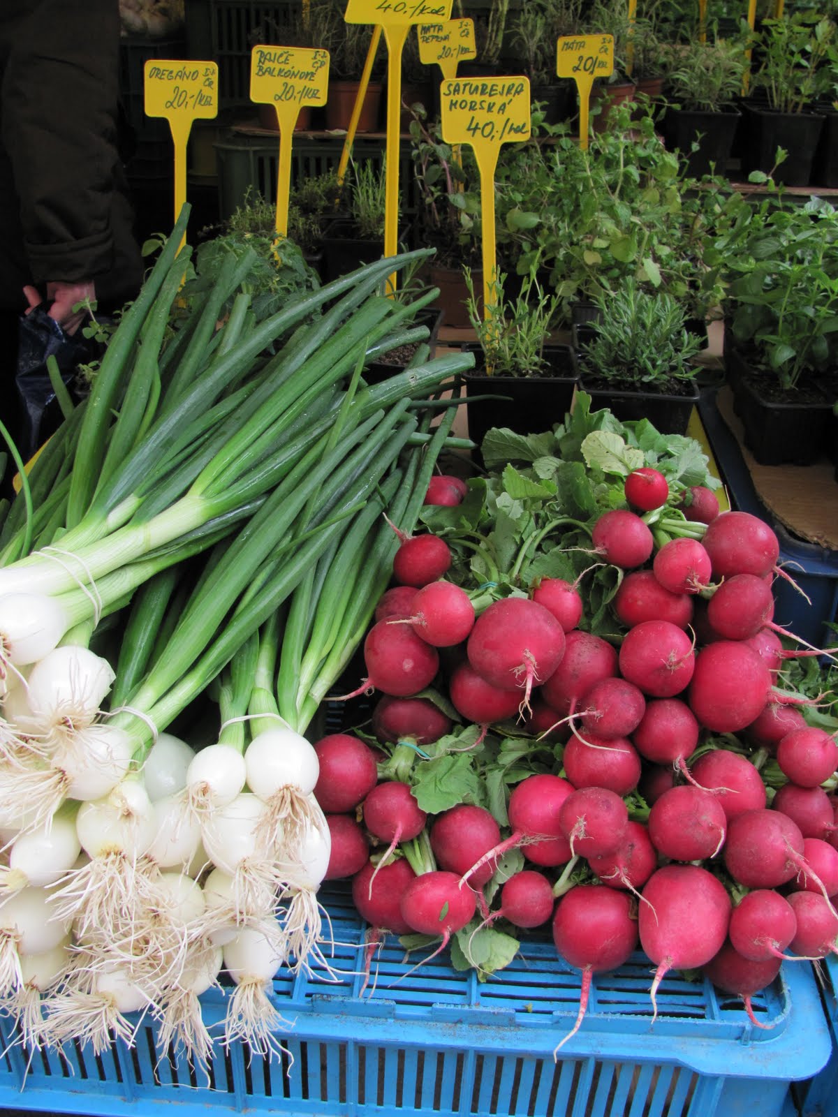 Abroad in the Czech Republic Fruits and Vegetables in a local market