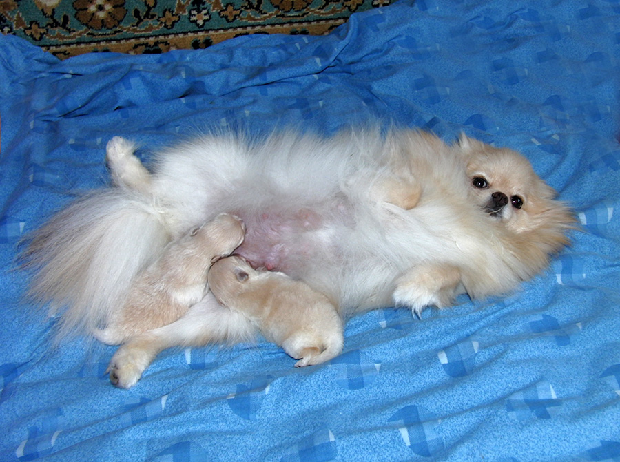 щенки померанского шпица новорожденные. щенки шпица только родившиеся. новорожденный щенок шпица. шпиц рыжий соболь. щенки шпица только родившиеся.