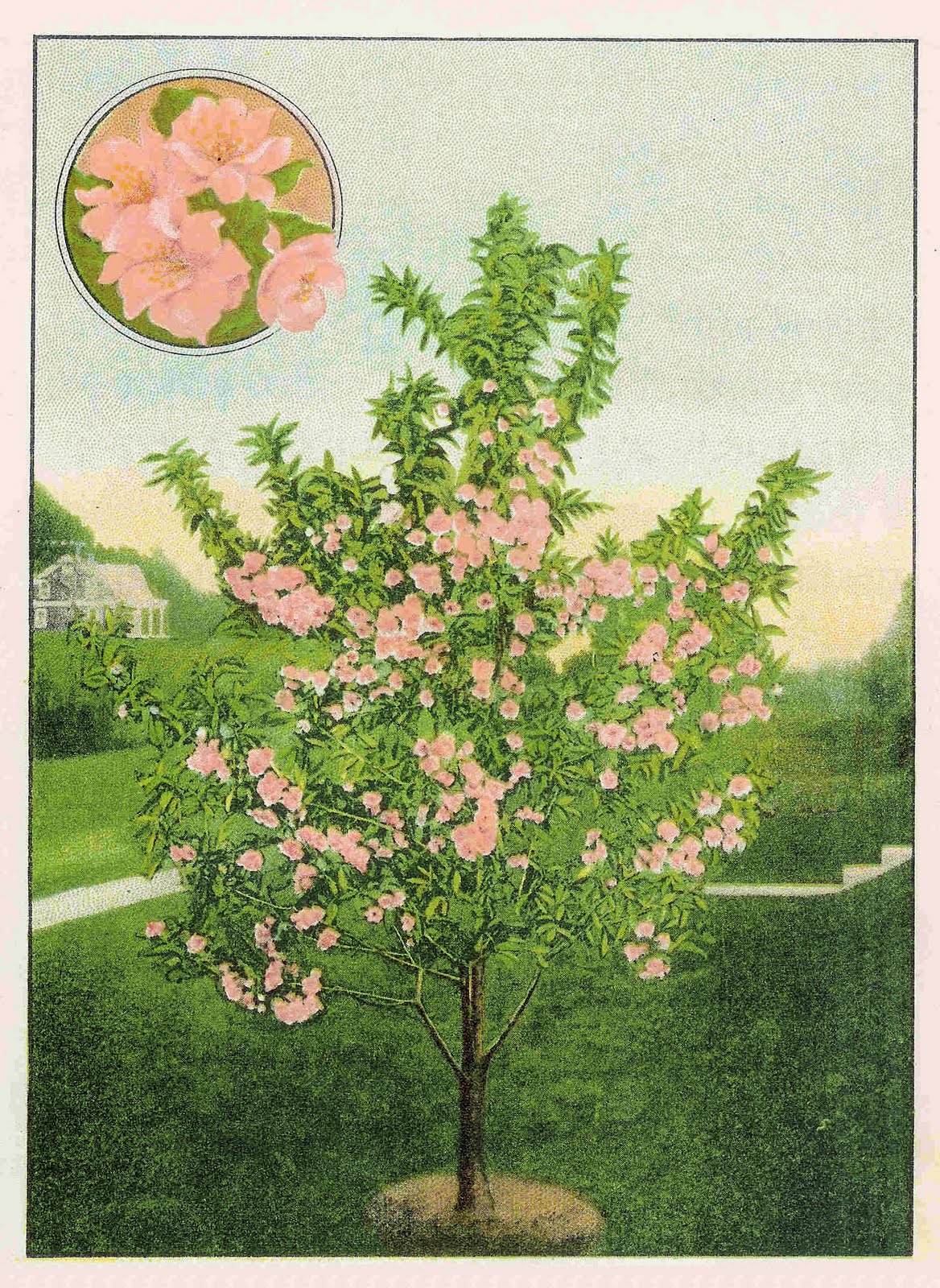 flowering tree clipart - photo #42