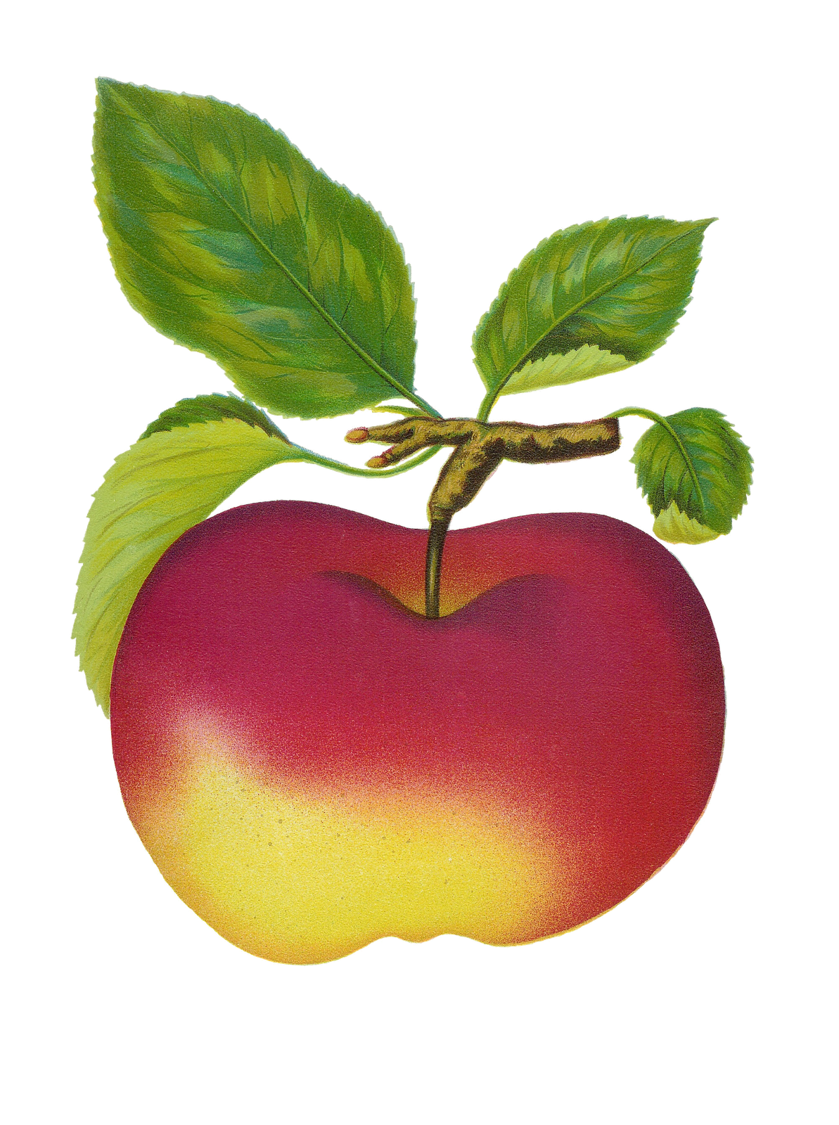 clipart fruit apple - photo #45