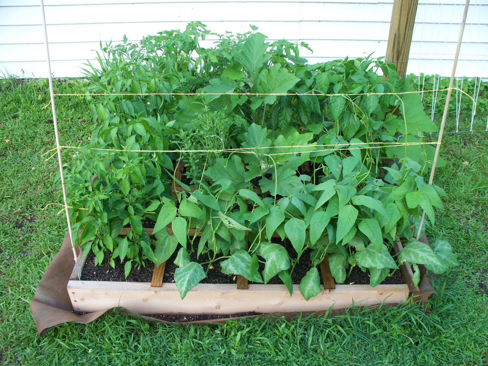 Fordhook lima bean plant