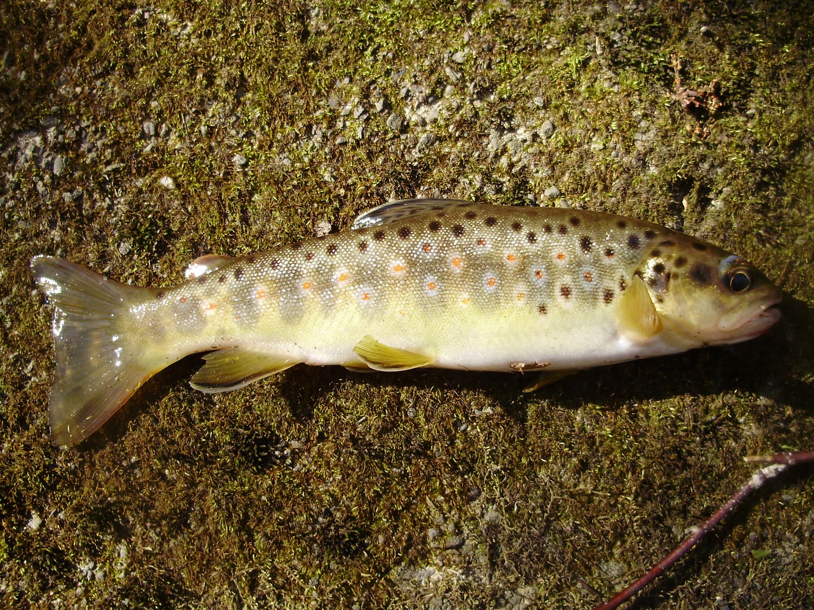 The Slippery Trout A Fly Fishing Blog Fly Fishing for Wild Brook