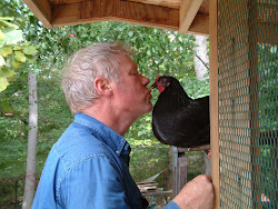 coop spivey australorp