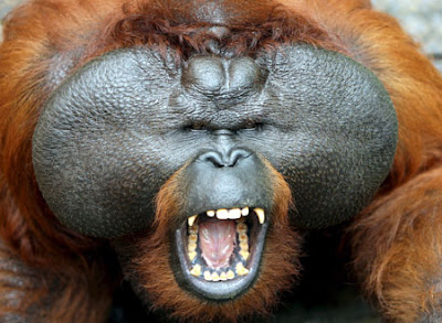 Orangutan ruse misleads predators | JAKARTA FORUM