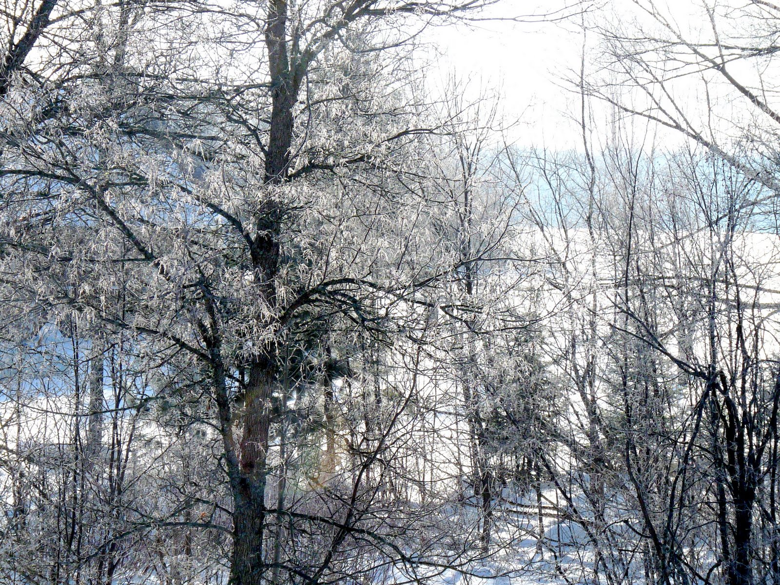 [ice+trees+and+the+lake.jpg]
