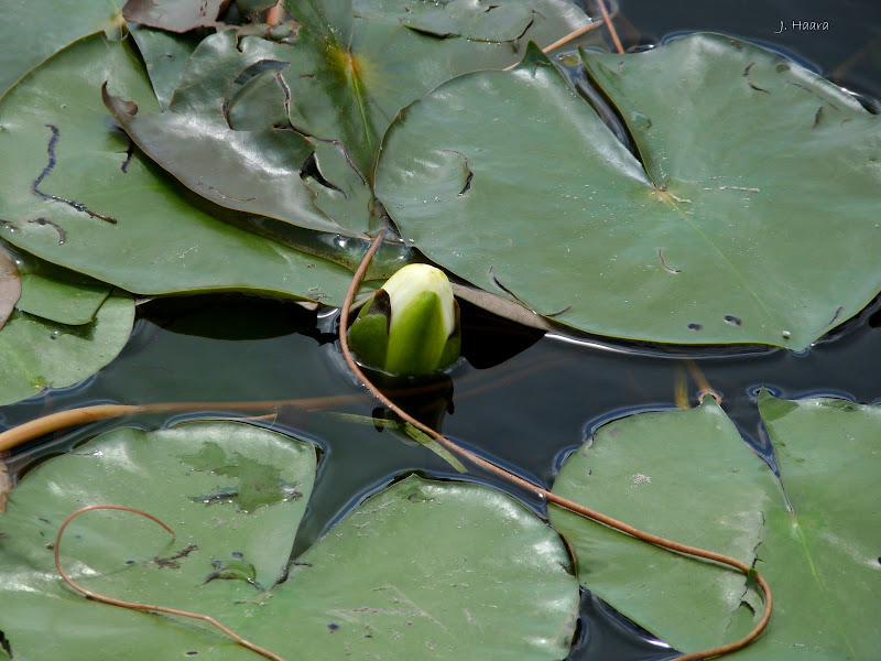 lily+pad+c.jpg