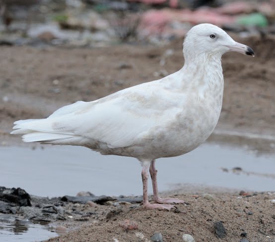 Larusology: Nelson’s Gull