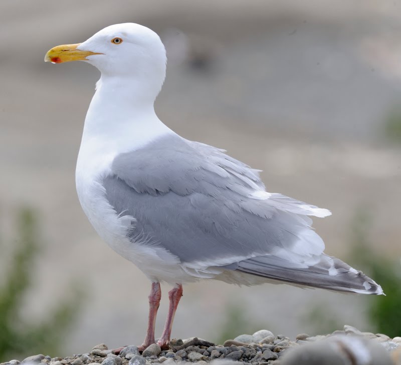 Larusology: Nelson’s Gull