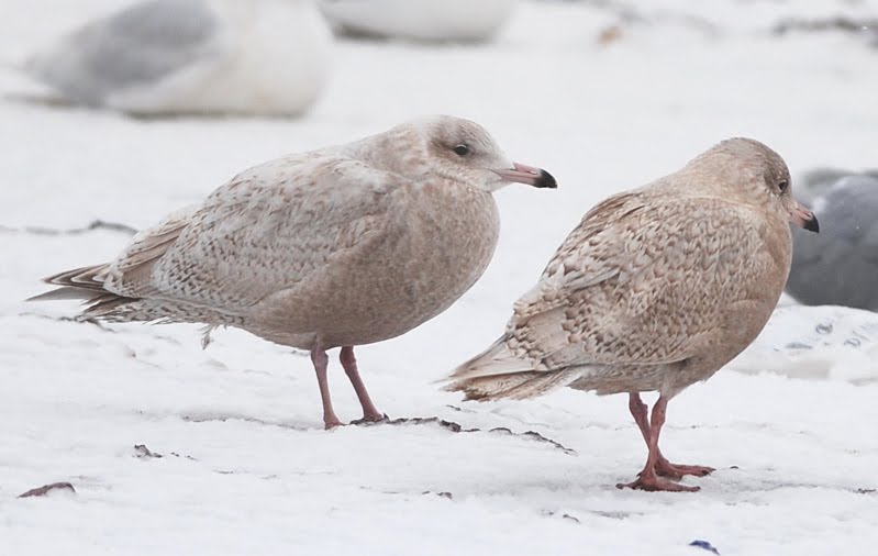 Larusology: Nelson’s Gull
