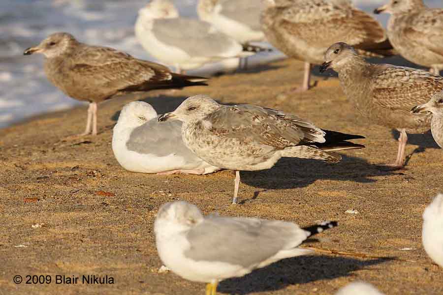 Larusology The Appledore Gull and the Expansion of Lesser Blackbacked