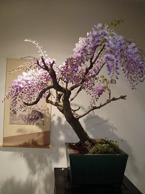 bonsai trees