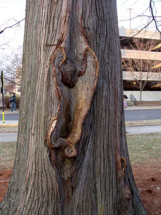 Sexy Tree 41