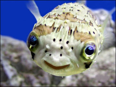 fish with face
