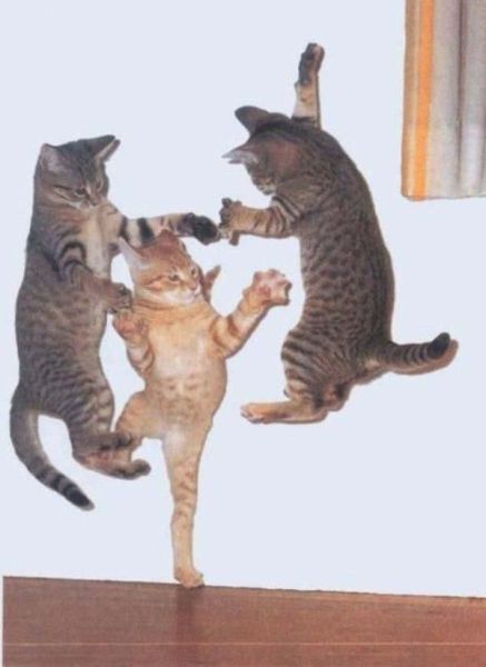 Amusing Pics Cat Happy Birthday Gambar Kucing