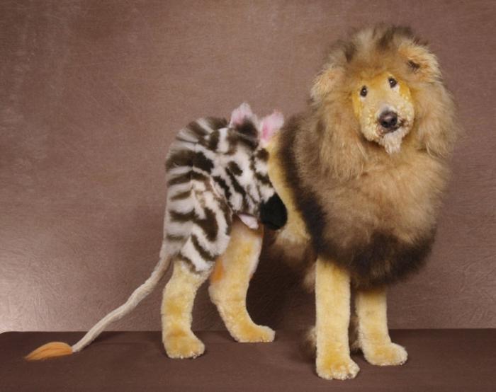 Haircut-Poodle-01.jpg
