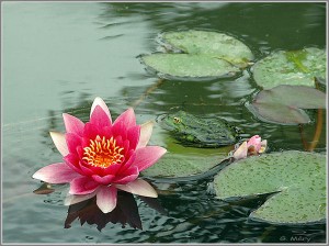 Les voeux de Bodhisattva - Page 2 Lotus-300x224