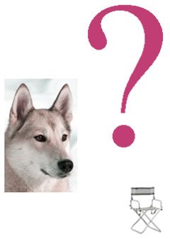[Зачем+собаке+стул.jpg]