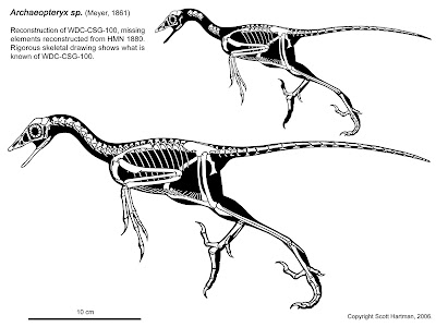 archaeopteryx skeleton
