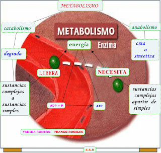 definicion metabolismo basal mayores problemas