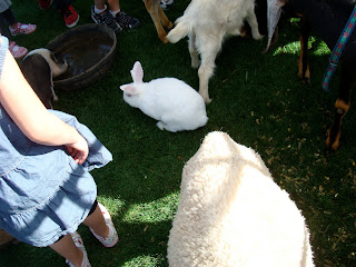Sheep next to bunny