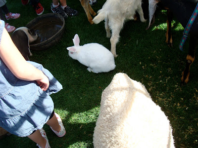White rabbit on grass