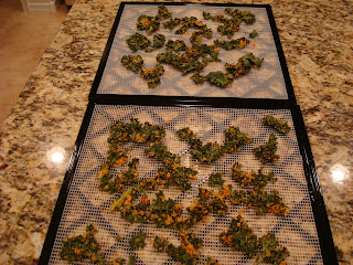 Finished dehydrated kale on dehydrator trays on countertop