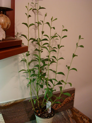 Stevia Plant on countertop