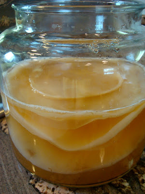 Kombucha Mushroom in container