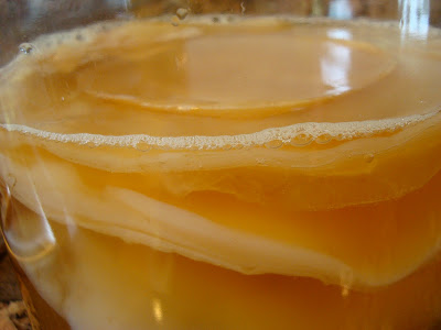 Side view of Kombucha Mushroom Layers