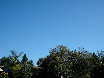 Tree line with blue sky