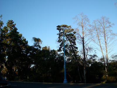 Light pole surrounded by trees
