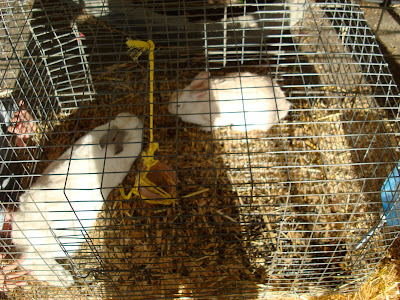 Two rabbits in a cage