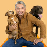Entrevista com o Encantador de Cães Cesar Millan