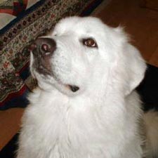 Very cute face