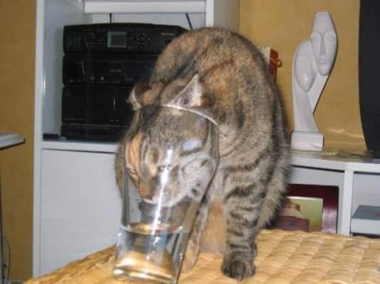 stupid_cat1.jpg