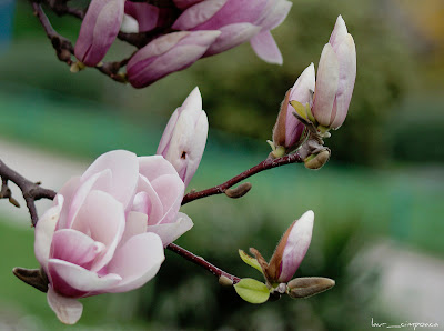 magnolia-roz-pink-Magnolia