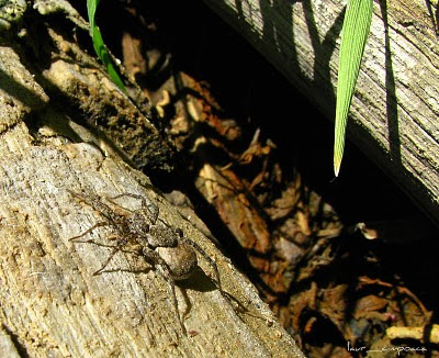 Paianjen Spider Αράχνη Araneae