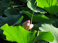 Flori de lotus Nelumbo nucifera Lotosblume