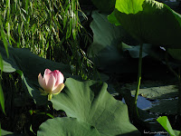 Flori de lotus Nelumbo nucifera Lotosblume