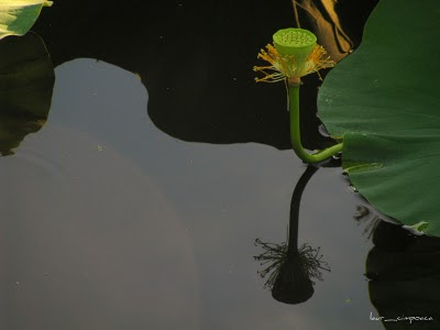 lotus fruit and reflection