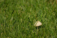 Ciuperca Mushroom