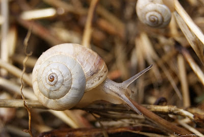 Helix pomatia -melc de gradina