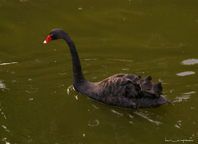 Lebada_neagra-Black_Swan-Cygnus_atratus